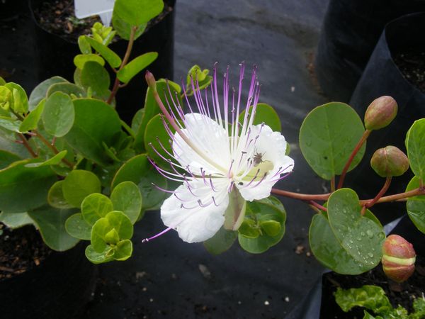 Neuroprotective potential of Capparis spinosa phytochemicals